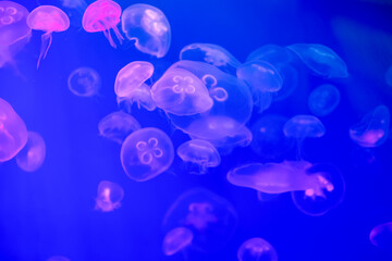 Jellyfish in their natural habitat. - 779664616