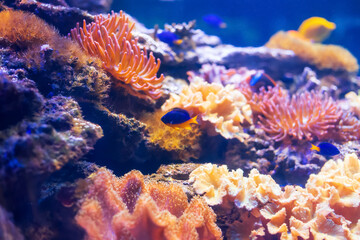 Tropical marine fish on a coral reef. - 779664689