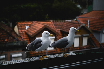 Seagulls perched on the balcony. - 779665406