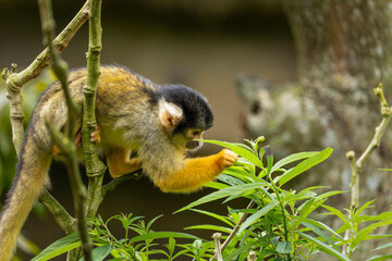 A black-capped squirrel monkey sitting on a tree curious in the zoo of Taipei
