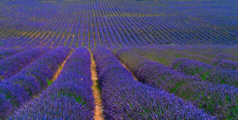 Lavender flowers field rows at summer, Provence France