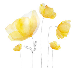 Watercolor spring summer flowers blossom. Tender yellow floral bouquet for decoration and postcard design