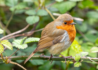 Robin Red Breast (Erithacus rubecula) - Europe, western Asia & North Africa