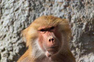 portrait of baboon