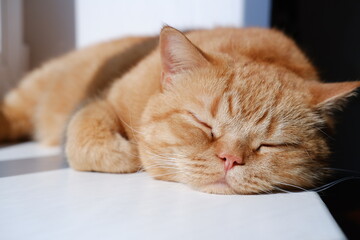 a red domestic cat of the British breed lies with his eyes closed. beautiful red cat sleeps