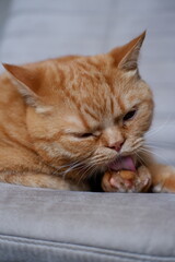 red domestic cat licks his paw. domestic cat is washing. a large red domestic cat lies on a chair and washes itself before going to bed. cat tongue