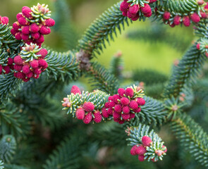 Abies evergreen conifer tree with attractive red pines. Photographed in Wisley garden, Surrey UK.