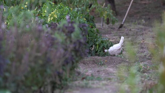 Domestic animals chicken. Organic chicken hen roaming freely on outdoor farm field. Farming, home farm. Domestic birds. Organic farming concept.