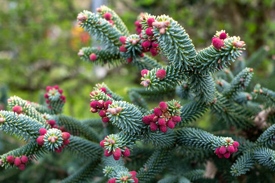 Abies evergreen conifer tree with attractive red pines. Photographed in Wisley garden, Surrey UK.