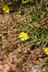 Common rockrose flower