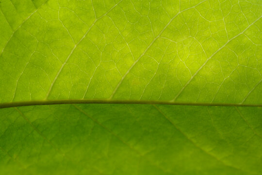 Siebolds magnolia leaf detail