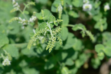 Pineapple mint flowers