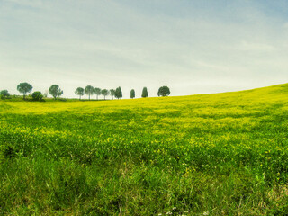 Green hill and yellow flowers - 779676019