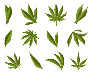 Cannabis leaf collection on a white background. Marijuana hemp leafs. Medical marijuana plant icons. Set of cannabis leaf icons - obrazy, fototapety, plakaty