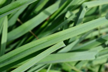 Obraz premium Summer Asphodel leaf detail