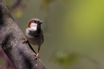 Male house sparrow isolated on a tree with pink flowers. Spring time in Greece. Passer domesticus.