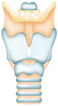 Larynx Anterior View