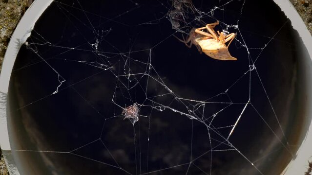 クモの巣　獲物を狙う蜘蛛