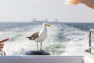 Image of a seagull sitting on a boat railing
