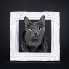 Cute little Korat cat kitten, sitting through white picture frame. Looking cutious up and above camera with big eyes. Isolated on a black background.