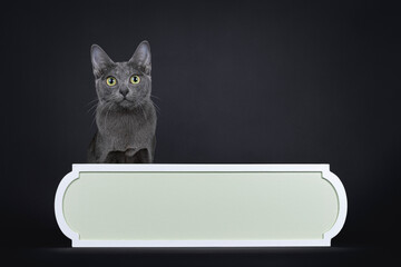 Cute little Korat cat kitten, sitting behind greenish empty sign. Looking to camera with big eyes. Isolated on a black background.
