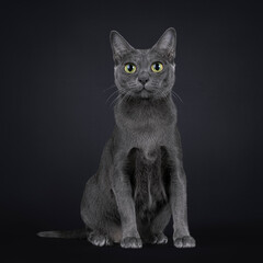 Pretty adult Korat cat kitten, sitting up facing front. Looking to camera with big eyes. Isolated on a black background.