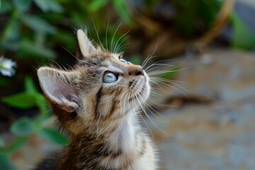 Adorable kitten gazing upward