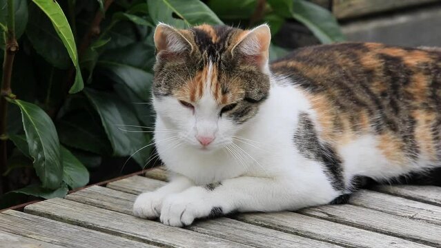 Bunte Katze