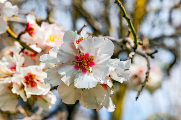 Blooming almond grove