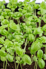 young basil sprouts on the side. against the background of the earth