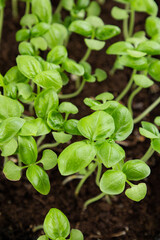 young basil sprouts on the side. against the background of the earth