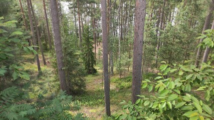 Fototapeta premium pine trees