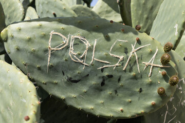 Close-up of "POLSKA" scratched onto a cactus leaf, signifying Polish presence. Inscription.