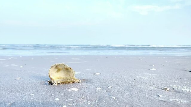 Tropical beach of Thailand, blue ocean waves breaking on rocks and sand. Beautiful sea waves come to a beach with seashells.