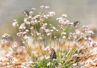 Beautiful Satyrinae butterflies (lat. Satyridae, Nymphalidae) with a bright eye on brown wings collecting nectar from wild white flowers of Stellaria on the shore of Lake Baikal on a sunny summer day