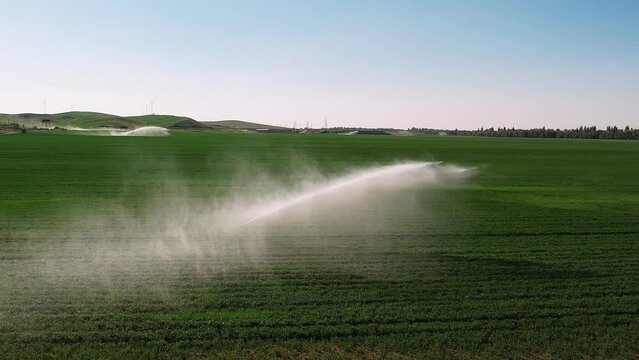 Aerial view of irrigation system rain guns sprinkler on agricultural wheat field helps to grow plants in the dry season, increases crop yields. agricultural irrigation land farm.