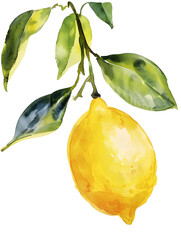 Watercolor yellow lemon  illustration isolated on white
