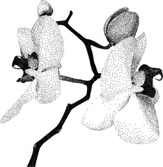 Grunge grain orchid with a xerox or grainy photocopy effect. Dotted flower with halftone stipple effect for gothic collage design. Vector illustration.  © Alena creator