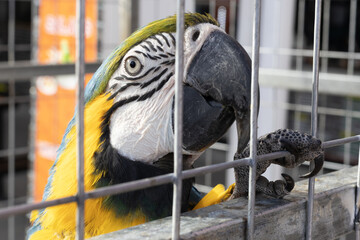 Blue and Yellow Macaw Behind Bars. Close-up