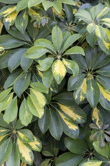 Vibrant Variegated Schefflera Plant, Green And Yellow Patterns.