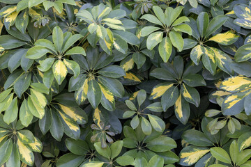 Variegated Schefflera Arboricola Leaves, Close-up.