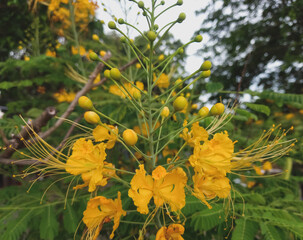 Tanner's cassia or Senna auriculata (avarampoo) flower in the Bangladesh village. It is commonly...