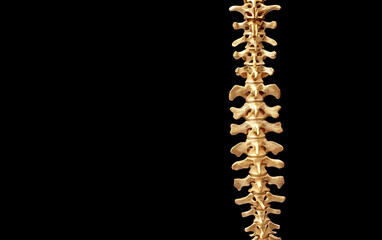 Obraz premium Human Skeleton Spinal Vertebral Column focus on a plain medical background with space for text. generative ai