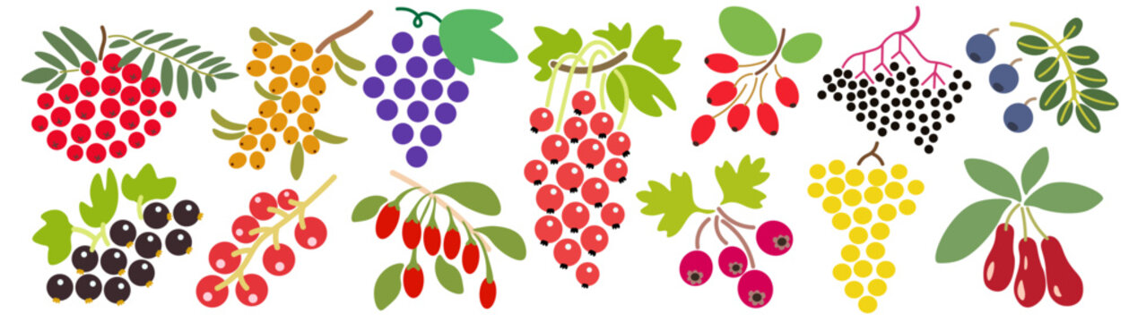 set of color isolated berries in flat shape style in vector. image of natural healthy eco food.template for logo sticker poster print decor design