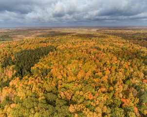 Lithuanian Autumn Leaves Color Nature. Beautiful Landscape. Drone Point of View