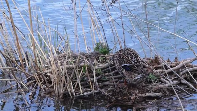A mother duck hatches eggs in a straw nest on the riverbank. The duck is cleaning its feathers. In the animal world. The world of wild nature. High quality photos