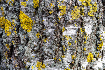 texture of the bark of an old birch tree with moss