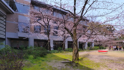 広島縮景園の桜2