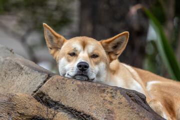 Close-up portrait of an Australian Dingo (Canis lupus dingo), resting its jaw over a rock; ears pointing up and a peaceful look in its eyes. Blurred background for an ideal copy-space. - Powered by Adobe