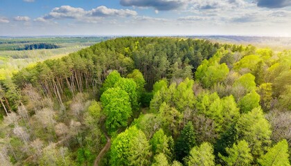 Aerial Arboretum: Bird's Eye View of Green Forest Blanket in Spring - obrazy, fototapety, plakaty